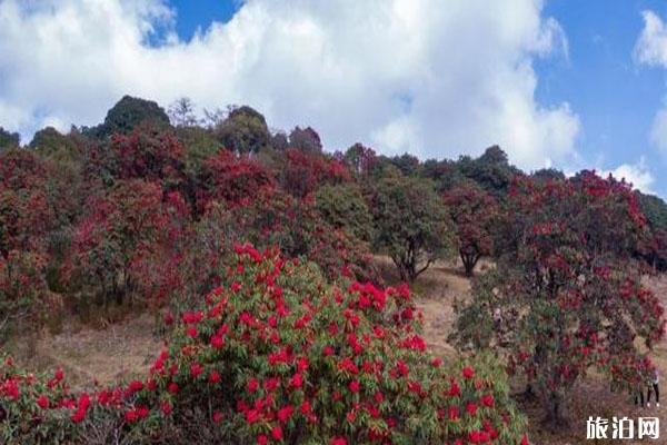 云南盈江杜鹃花开了 赏花地在哪里_游云南网  第2张