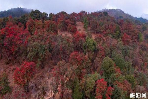 云南盈江杜鹃花开了 赏花地在哪里_游云南网  第1张