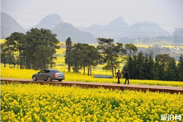 2020云南罗平油菜花景区恢复开放和对全国医护人员免费景区_游云南网  第1张