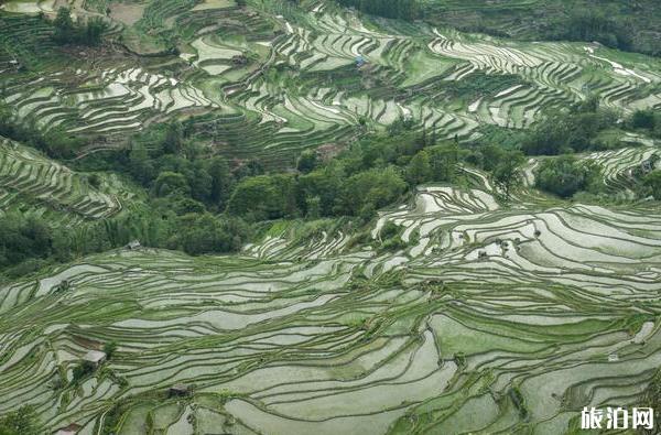 云南元阳梯田旅游攻略_游云南网  第2张