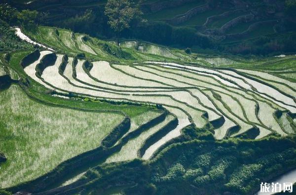 云南元阳梯田旅游攻略_游云南网  第5张