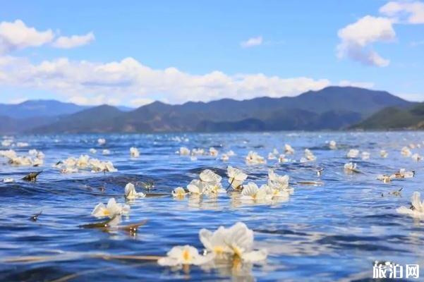 云南有海菜花的地方 云南看海菜花旅游攻略_游云南网  第1张