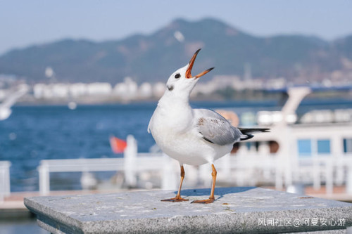 春节云南旅游攻略，云南七日旅游攻略详细_游云南网  第2张