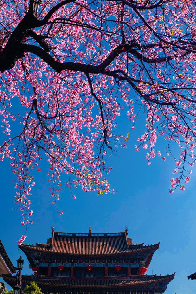 七月昆明行——罗汉寺美景