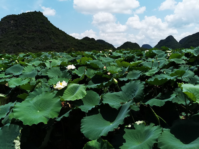 【云南丽江大理旅游指南】——给你一次最美的云南之旅