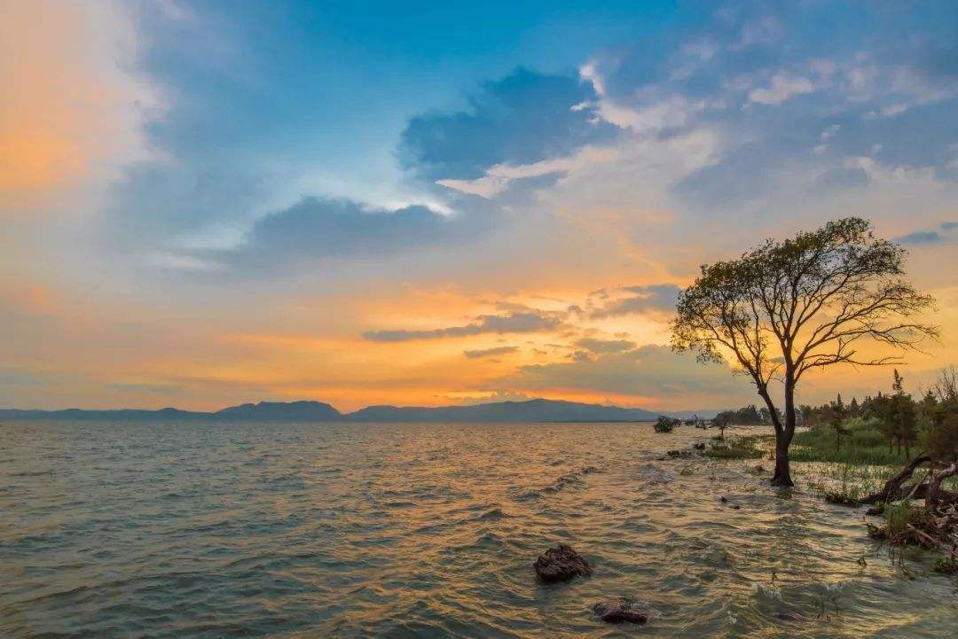 云南迪庆州杜鹃花的开花地点